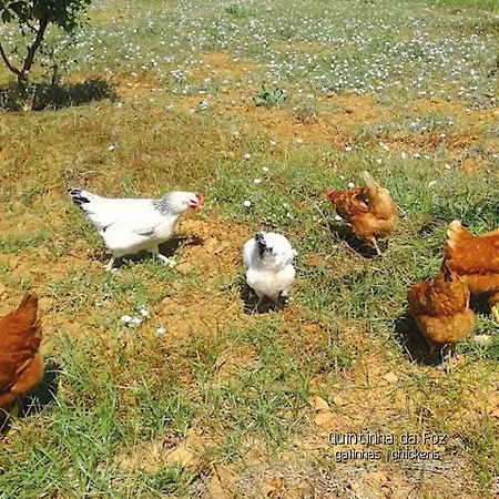 Quintinha Da Foz Vendégház